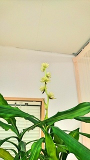 ドラセナ・ジェレの花