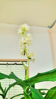 ドラセナ・ジェレの花