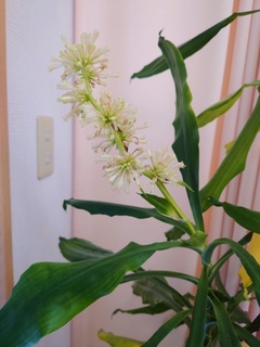 1̃hZỉ