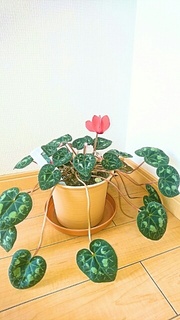 シクラメン開花
