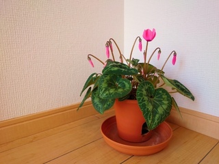 ԂVN̉