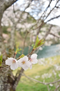 板取川の桜2