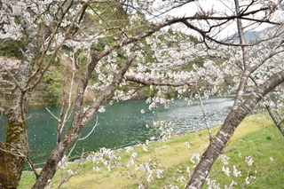 板取川の桜1