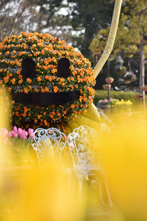 ジャックランタン風の花