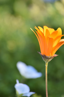 黄色の花
